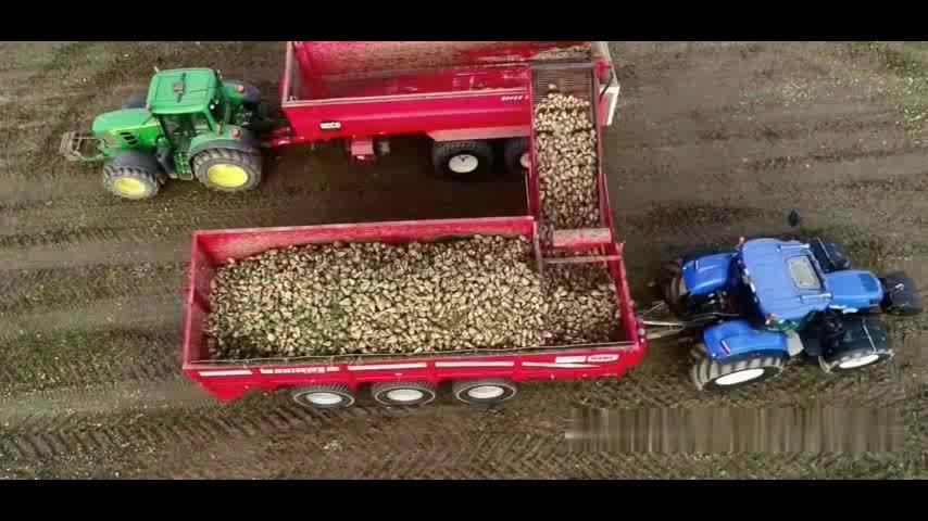 实拍甜菜自动化收割的丰收大片，实在太高效了