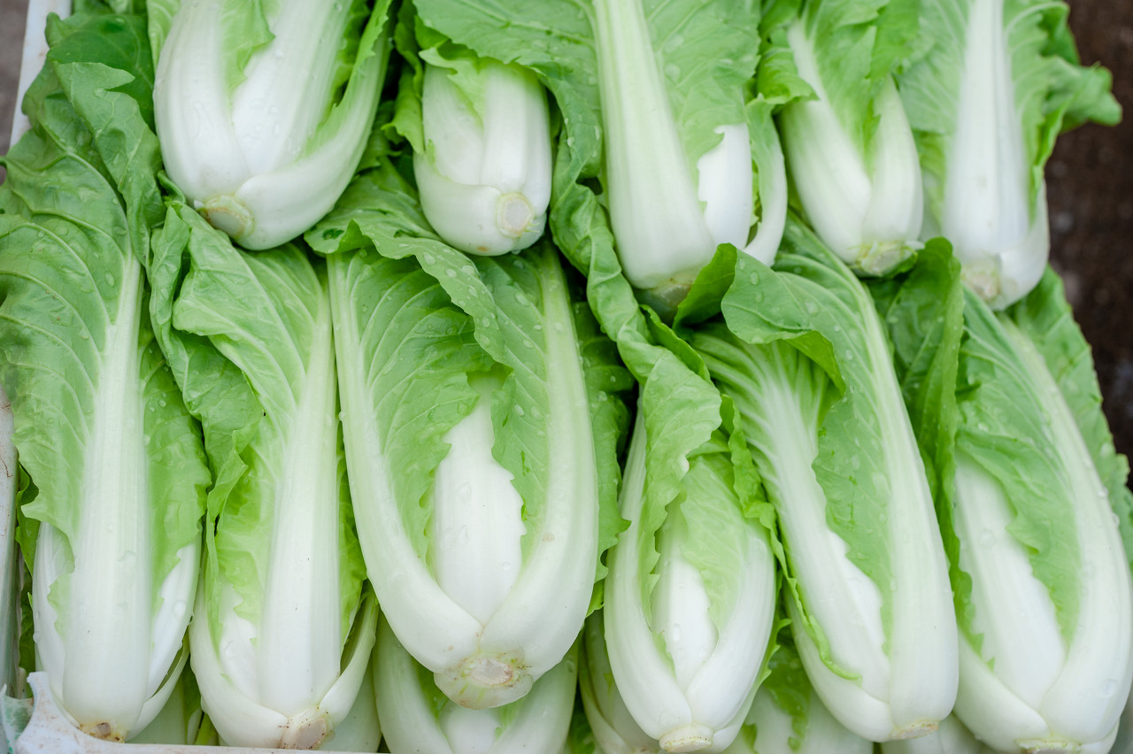 【宅家美食】冬日里,这个菜是北方人餐桌“扛把子”。上海人却喜欢这样吃……休闲区蓝鸢梦想 - Www.slyday.coM 【宅家美食】冬日里,这个菜是北方人餐桌“扛把子”。上海人却喜欢这样吃……休闲区蓝鸢梦想 - Www.slyday.coM