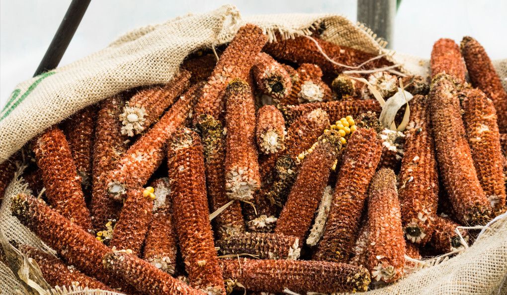 被中国人扔掉的玉米芯，在<a href=