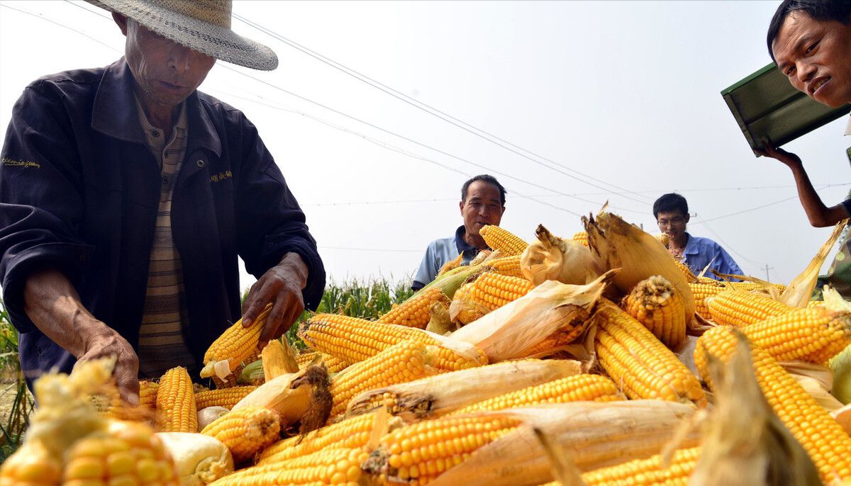 被中国人扔掉的玉米芯，在<a href=