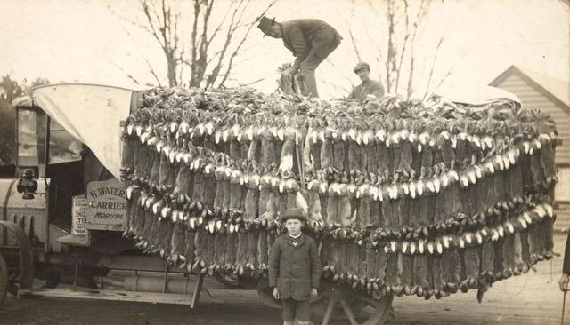 人兔战争持续150年，<a href=