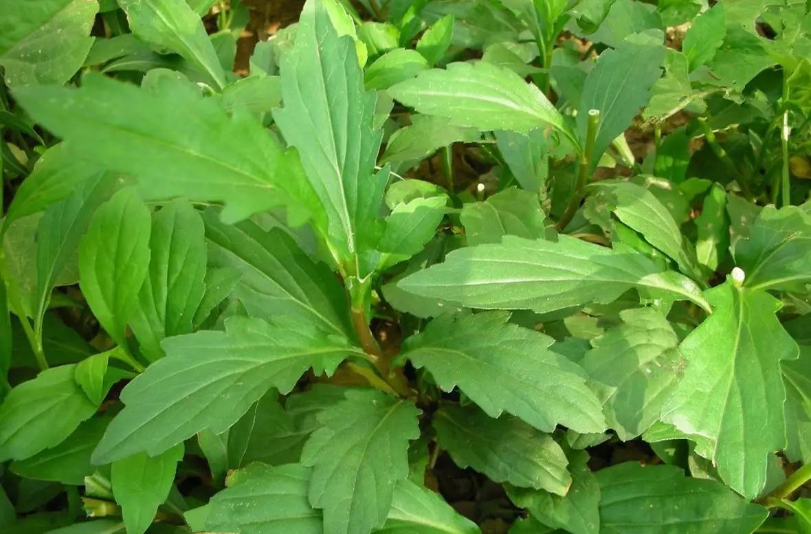 马兰头是一种多年生的草本植物,在农村地边,田埂边,荒地都有野生生长