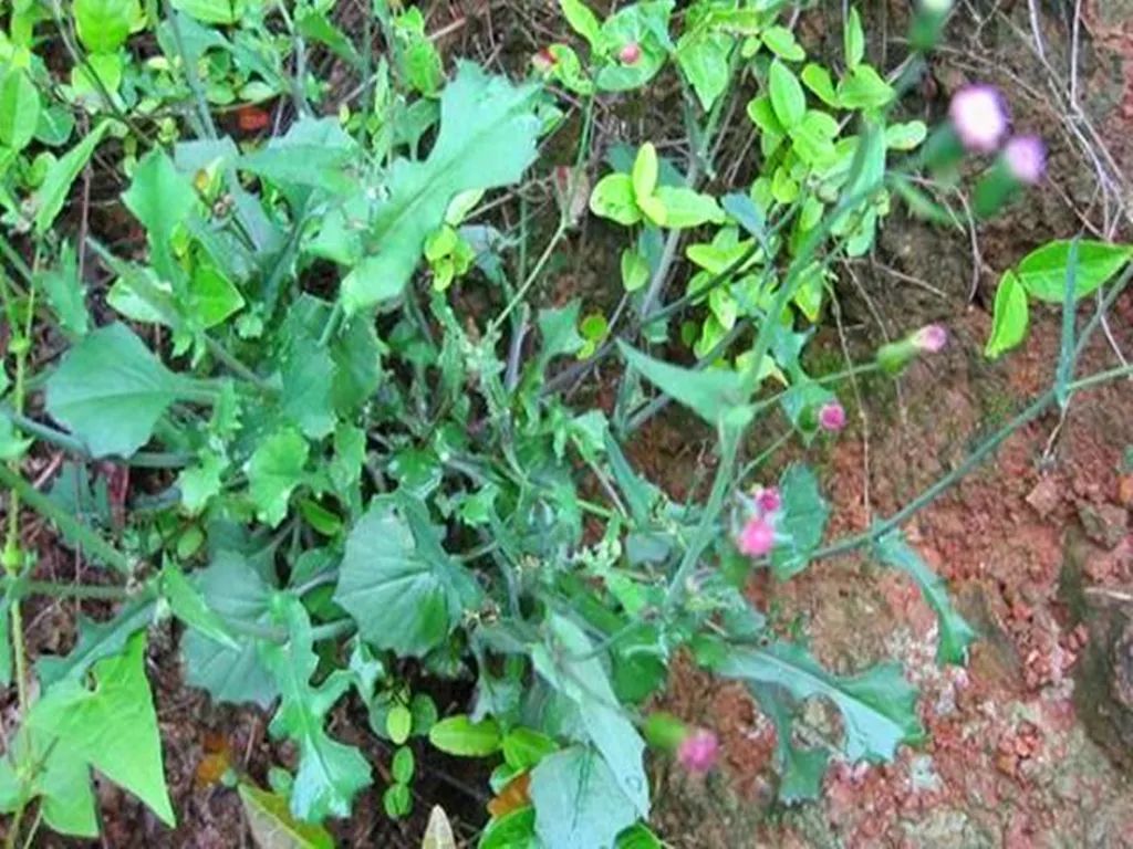 农村常见植物一点红认识吗别名也叫叶下红紫背草