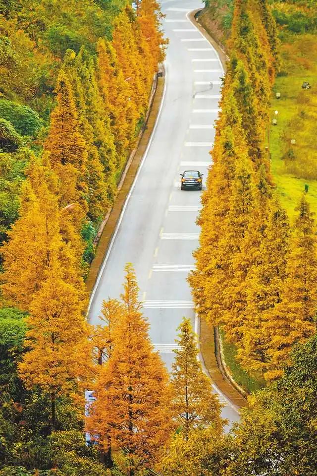 綦江区古剑山风景区旅游大道的水杉树树叶渐黄，散发出迷人的色彩。陈星宇 摄