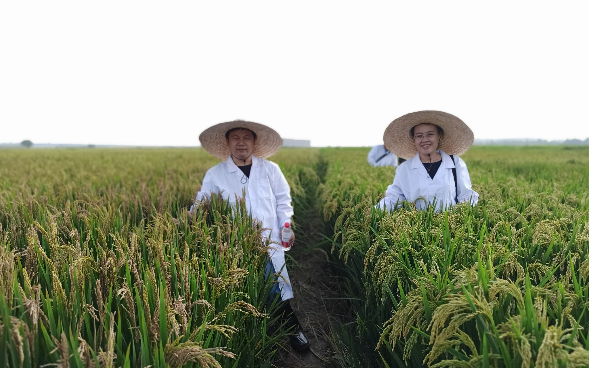 2020年9月，康厚祥（左）和同事在做品种改良试验，左边是未改良的品种，许多稻穗已发病，右边是改良后的品种，基本未发病。受访者供图