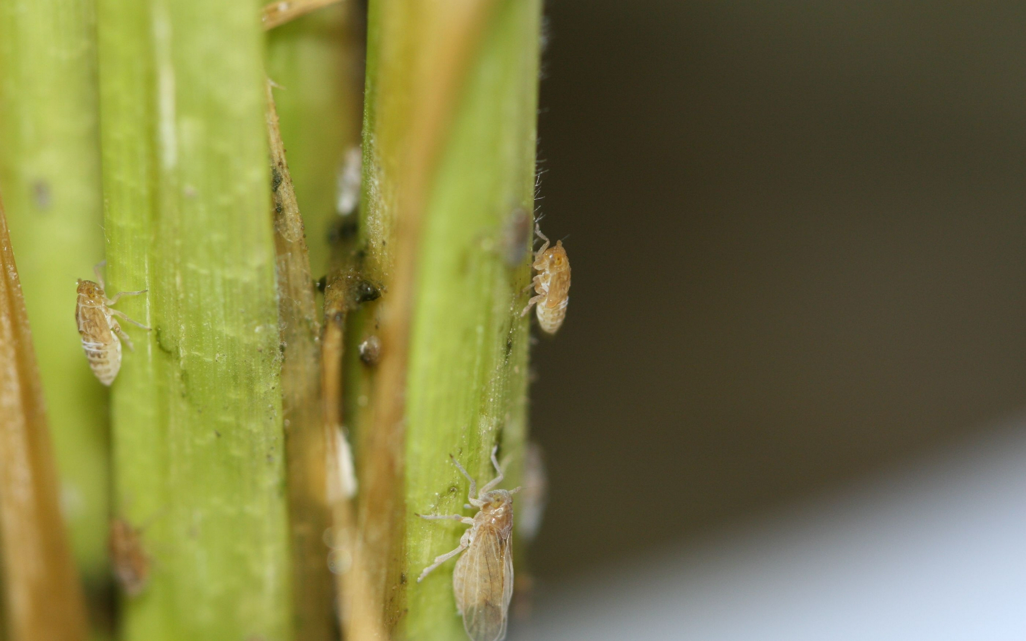 水稻叶子上的褐飞虱成虫和若虫。受访者供图