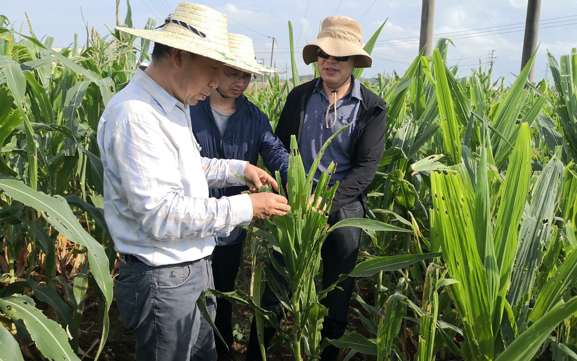 2020年6月，王振营和同事在广西南宁调查玉米抗草地贪夜蛾试验结果。受访者供图