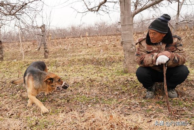 狼犬屡教不改接连咬死三只羊6旬大叔无奈惩戒它3年怎么回事