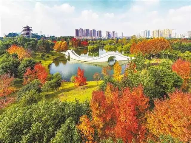 铜梁区人民公园红枫进入最佳观赏期，吸引不少市民前来打卡留影。郭洪 摄