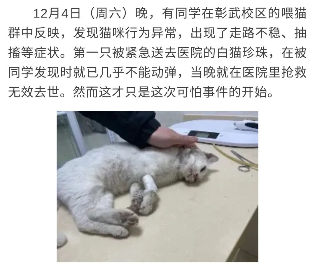 同济大学彰武校区大量猫咪集体中毒!?投毒者难以找寻...休闲区蓝鸢梦想 - Www.slyday.coM 同济大学彰武校区大量猫咪集体中毒!?投毒者难以找寻...休闲区蓝鸢梦想 - Www.slyday.coM