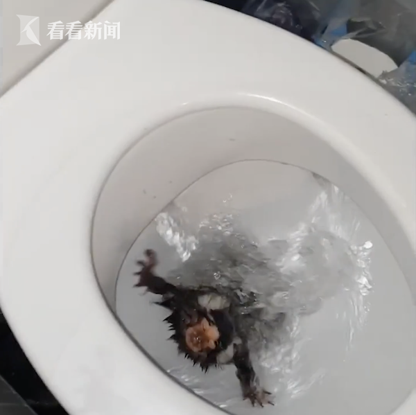 把宠物绒猴冲进马桶 英国女子虐待动物被判刑休闲区蓝鸢梦想 - Www.slyday.coM 把宠物绒猴冲进马桶 英国女子虐待动物被判刑休闲区蓝鸢梦想 - Www.slyday.coM