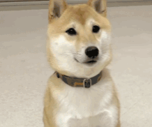 同济大学彰武校区大量猫咪集体中毒!?投毒者难以找寻...休闲区蓝鸢梦想 - Www.slyday.coM 同济大学彰武校区大量猫咪集体中毒!?投毒者难以找寻...休闲区蓝鸢梦想 - Www.slyday.coM