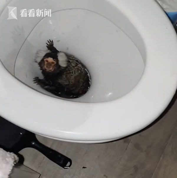 把宠物绒猴冲进马桶 英国女子虐待动物被判刑休闲区蓝鸢梦想 - Www.slyday.coM 把宠物绒猴冲进马桶 英国女子虐待动物被判刑休闲区蓝鸢梦想 - Www.slyday.coM