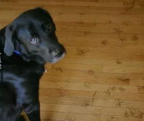 养狗之后你的生活将会有这23种改变...简直不要太准!!休闲区蓝鸢梦想 - Www.slyday.coM 养狗之后你的生活将会有这23种改变...简直不要太准!!休闲区蓝鸢梦想 - Www.slyday.coM