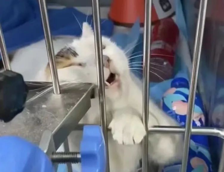 同济大学彰武校区大量猫咪集体中毒!?投毒者难以找寻...休闲区蓝鸢梦想 - Www.slyday.coM 同济大学彰武校区大量猫咪集体中毒!?投毒者难以找寻...休闲区蓝鸢梦想 - Www.slyday.coM