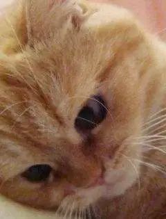 同济大学彰武校区大量猫咪集体中毒!?投毒者难以找寻...休闲区蓝鸢梦想 - Www.slyday.coM 同济大学彰武校区大量猫咪集体中毒!?投毒者难以找寻...休闲区蓝鸢梦想 - Www.slyday.coM