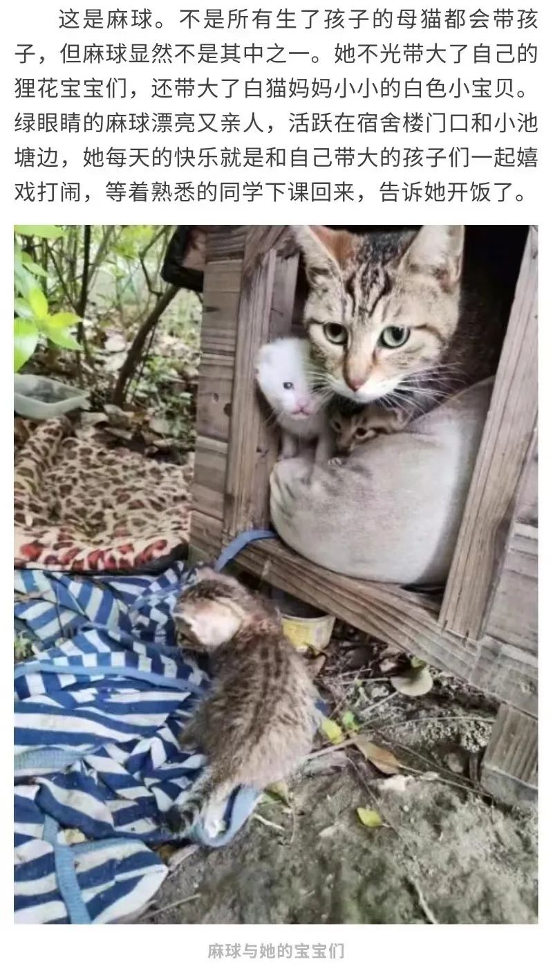 同济大学彰武校区大量猫咪集体中毒!?投毒者难以找寻...休闲区蓝鸢梦想 - Www.slyday.coM 同济大学彰武校区大量猫咪集体中毒!?投毒者难以找寻...休闲区蓝鸢梦想 - Www.slyday.coM