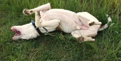 养狗之后你的生活将会有这23种改变...简直不要太准!!休闲区蓝鸢梦想 - Www.slyday.coM 养狗之后你的生活将会有这23种改变...简直不要太准!!休闲区蓝鸢梦想 - Www.slyday.coM