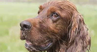 养狗之后你的生活将会有这23种改变...简直不要太准!!休闲区蓝鸢梦想 - Www.slyday.coM 养狗之后你的生活将会有这23种改变...简直不要太准!!休闲区蓝鸢梦想 - Www.slyday.coM