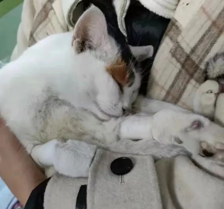 同济大学彰武校区大量猫咪集体中毒!?投毒者难以找寻...休闲区蓝鸢梦想 - Www.slyday.coM 同济大学彰武校区大量猫咪集体中毒!?投毒者难以找寻...休闲区蓝鸢梦想 - Www.slyday.coM