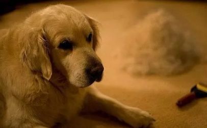 养狗之后你的生活将会有这23种改变...简直不要太准!!休闲区蓝鸢梦想 - Www.slyday.coM 养狗之后你的生活将会有这23种改变...简直不要太准!!休闲区蓝鸢梦想 - Www.slyday.coM