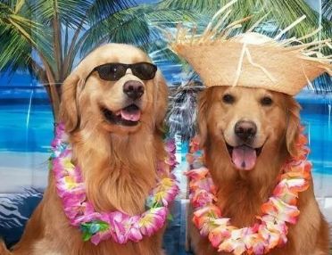 养狗之后你的生活将会有这23种改变...简直不要太准!!休闲区蓝鸢梦想 - Www.slyday.coM 养狗之后你的生活将会有这23种改变...简直不要太准!!休闲区蓝鸢梦想 - Www.slyday.coM