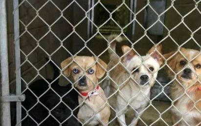 养狗之后你的生活将会有这23种改变...简直不要太准!!休闲区蓝鸢梦想 - Www.slyday.coM 养狗之后你的生活将会有这23种改变...简直不要太准!!休闲区蓝鸢梦想 - Www.slyday.coM