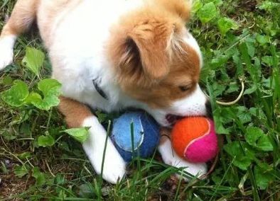 养狗之后你的生活将会有这23种改变...简直不要太准!!休闲区蓝鸢梦想 - Www.slyday.coM 养狗之后你的生活将会有这23种改变...简直不要太准!!休闲区蓝鸢梦想 - Www.slyday.coM