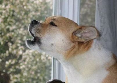 养狗之后你的生活将会有这23种改变...简直不要太准!!休闲区蓝鸢梦想 - Www.slyday.coM 养狗之后你的生活将会有这23种改变...简直不要太准!!休闲区蓝鸢梦想 - Www.slyday.coM