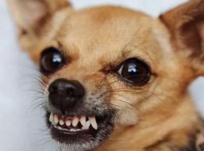 养狗之后你的生活将会有这23种改变...简直不要太准!!休闲区蓝鸢梦想 - Www.slyday.coM 养狗之后你的生活将会有这23种改变...简直不要太准!!休闲区蓝鸢梦想 - Www.slyday.coM