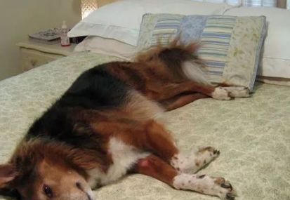 养狗之后你的生活将会有这23种改变...简直不要太准!!休闲区蓝鸢梦想 - Www.slyday.coM 养狗之后你的生活将会有这23种改变...简直不要太准!!休闲区蓝鸢梦想 - Www.slyday.coM