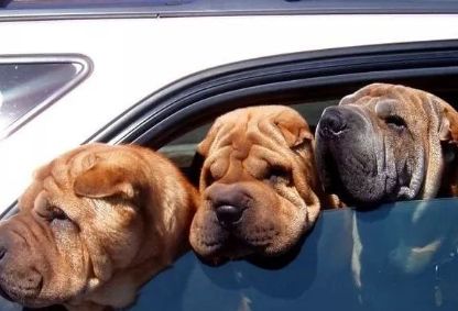 养狗之后你的生活将会有这23种改变...简直不要太准!!休闲区蓝鸢梦想 - Www.slyday.coM 养狗之后你的生活将会有这23种改变...简直不要太准!!休闲区蓝鸢梦想 - Www.slyday.coM