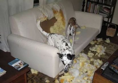 养狗之后你的生活将会有这23种改变...简直不要太准!!休闲区蓝鸢梦想 - Www.slyday.coM 养狗之后你的生活将会有这23种改变...简直不要太准!!休闲区蓝鸢梦想 - Www.slyday.coM