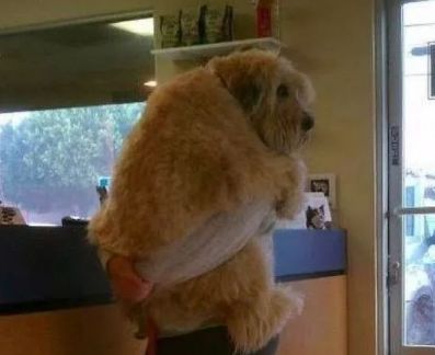 养狗之后你的生活将会有这23种改变...简直不要太准!!休闲区蓝鸢梦想 - Www.slyday.coM 养狗之后你的生活将会有这23种改变...简直不要太准!!休闲区蓝鸢梦想 - Www.slyday.coM