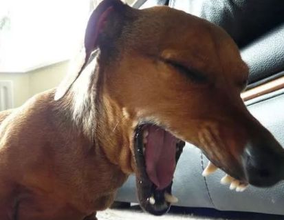 养狗之后你的生活将会有这23种改变...简直不要太准!!休闲区蓝鸢梦想 - Www.slyday.coM 养狗之后你的生活将会有这23种改变...简直不要太准!!休闲区蓝鸢梦想 - Www.slyday.coM