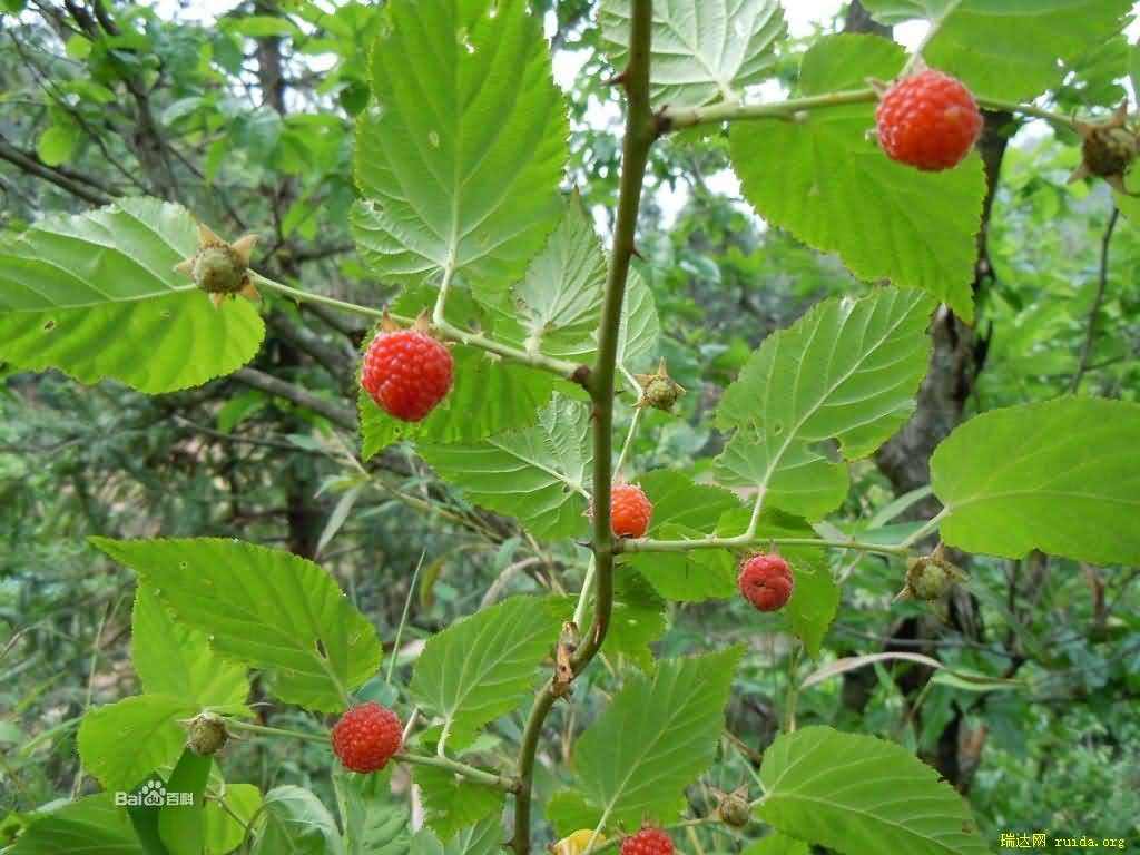 农村5种常见的野果，长得非常的像草莓，不知道你吃过几种？|野果|农村|草莓_新浪新闻