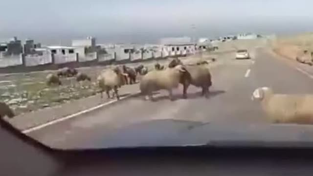 跟保险公司说车子在路上被羊撞了……