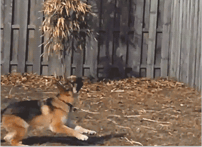 为什么越来越多的人养<a href=