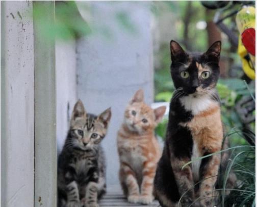 警方回应同济大学十余只猫中毒致死:作案人员已找到休闲区蓝鸢梦想 - Www.slyday.coM 警方回应同济大学十余只猫中毒致死:作案人员已找到休闲区蓝鸢梦想 - Www.slyday.coM