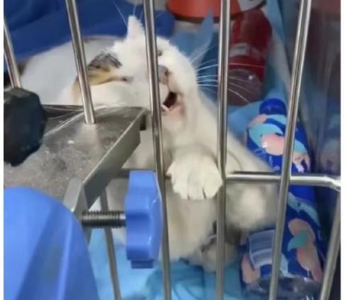 警方回应同济大学十余只猫中毒致死:作案人员已找到休闲区蓝鸢梦想 - Www.slyday.coM 警方回应同济大学十余只猫中毒致死:作案人员已找到休闲区蓝鸢梦想 - Www.slyday.coM