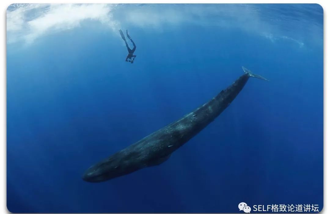 蓝鲸有多长和多重呢 100a-348ee2affacbd01a559888188024f5b0.jpg