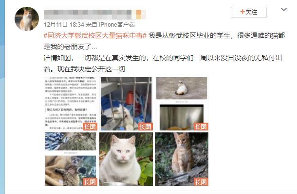 警方回应同济大学十余只猫中毒致死:作案人员已找到休闲区蓝鸢梦想 - Www.slyday.coM 警方回应同济大学十余只猫中毒致死:作案人员已找到休闲区蓝鸢梦想 - Www.slyday.coM