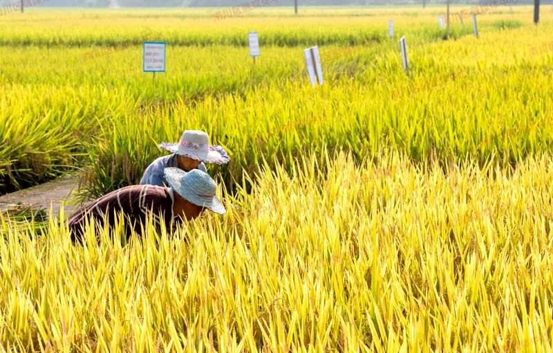 村民们正忙着收割水稻（资料图） 陈军 摄