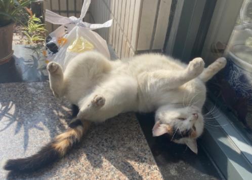 警方回应同济大学十余只猫中毒致死:作案人员已找到休闲区蓝鸢梦想 - Www.slyday.coM 警方回应同济大学十余只猫中毒致死:作案人员已找到休闲区蓝鸢梦想 - Www.slyday.coM