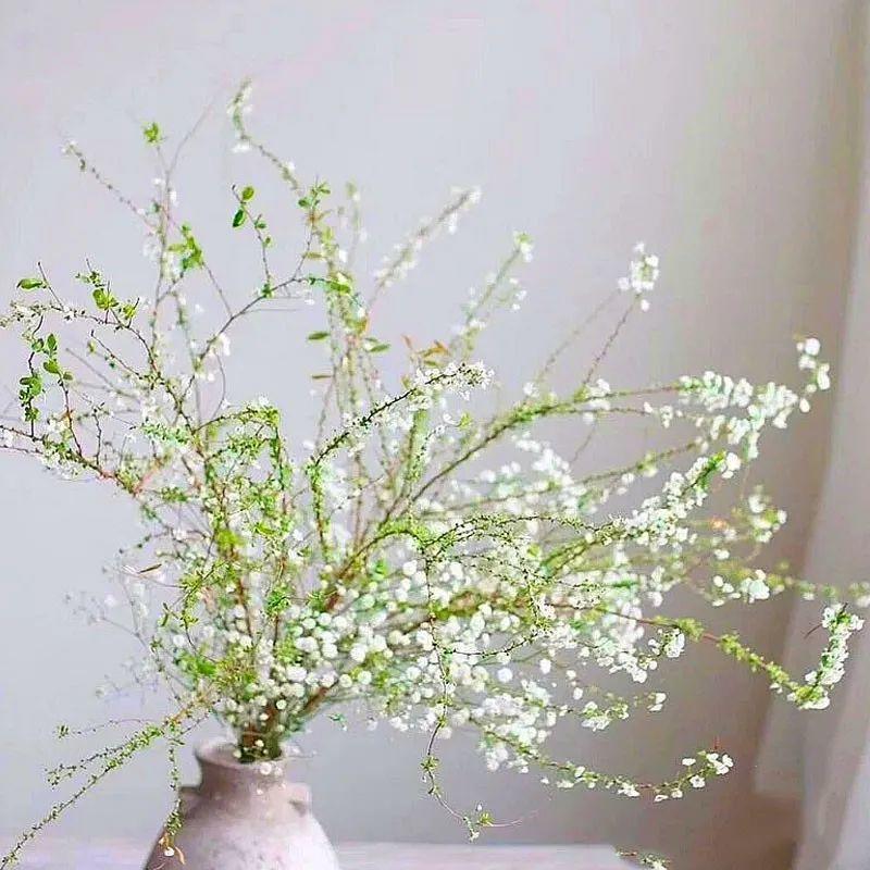 1种花叫"雪柳,剪几根枝插水里,7天长叶,一个月开花,绝美|干枝|枝条