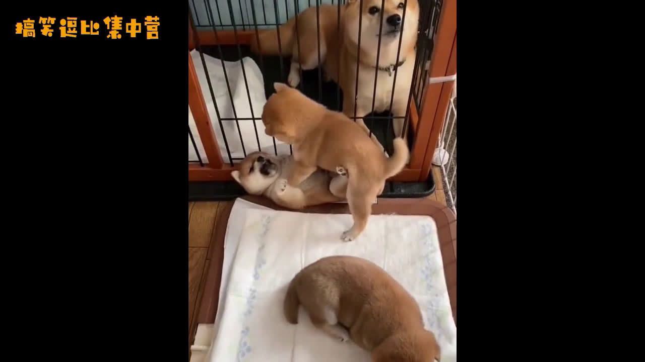 两只正在打架的柴犬宝宝