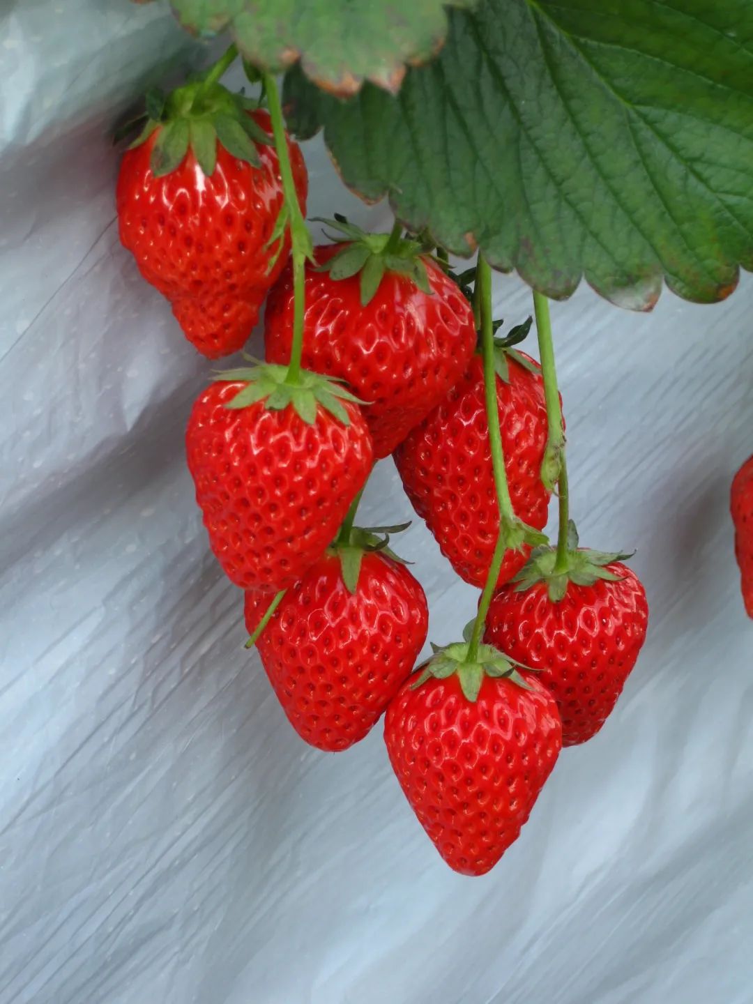 草莓红了!北京“草莓地图”采摘攻略大全来了!休闲区蓝鸢梦想 - Www.slyday.coM 草莓红了!北京“草莓地图”采摘攻略大全来了!休闲区蓝鸢梦想 - Www.slyday.coM