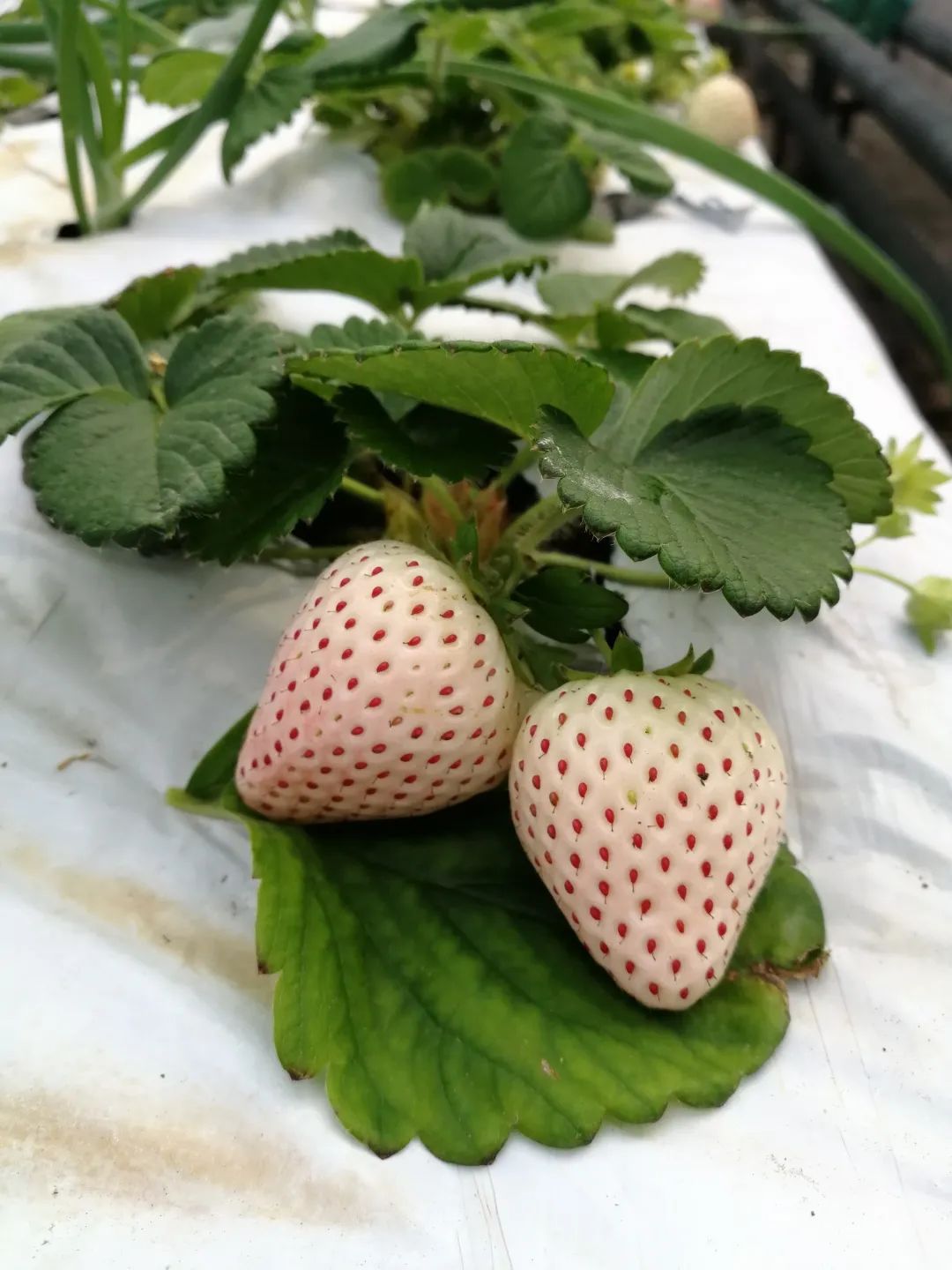 草莓红了!北京“草莓地图”采摘攻略大全来了!休闲区蓝鸢梦想 - Www.slyday.coM 草莓红了!北京“草莓地图”采摘攻略大全来了!休闲区蓝鸢梦想 - Www.slyday.coM