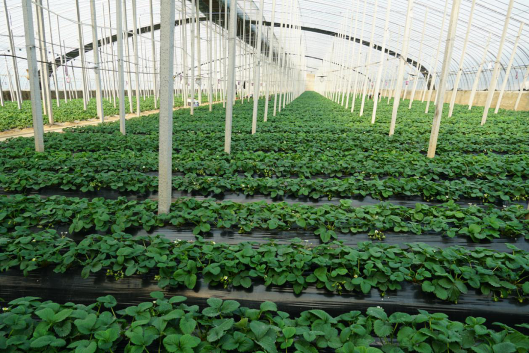 草莓红了!北京“草莓地图”采摘攻略大全来了!休闲区蓝鸢梦想 - Www.slyday.coM 草莓红了!北京“草莓地图”采摘攻略大全来了!休闲区蓝鸢梦想 - Www.slyday.coM