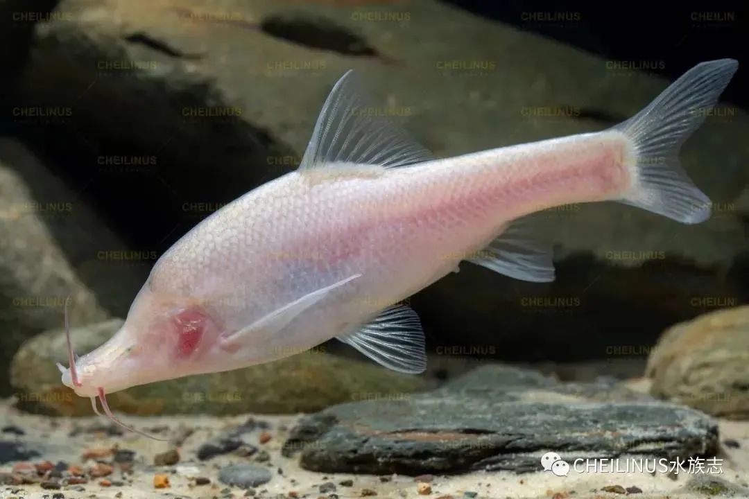 鱼多久能下小鱼崽 30cf-f736d69634978ac15f4d0b10b2076992.jpg